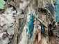 Rézrozsdaszínű csészegomba (Chlorociboria aeruginascens), Budai-hegység